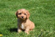 Cavapoo (reu) 30634