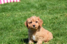 Cavapoo (reu) 30634