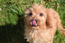 Cavapoo (reu) 30634