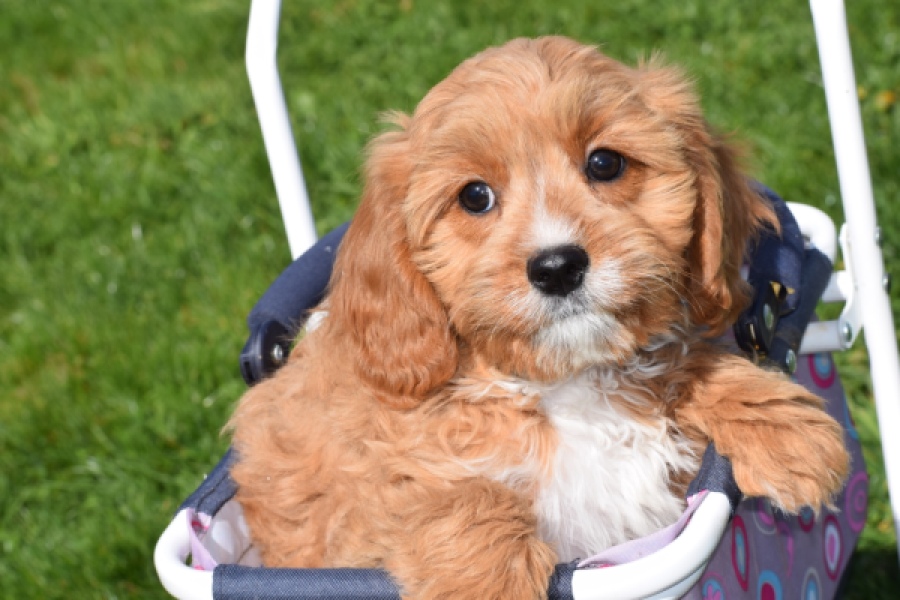 Cavapoo (teef) 30637