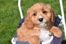 Cavapoo (teef) 30637