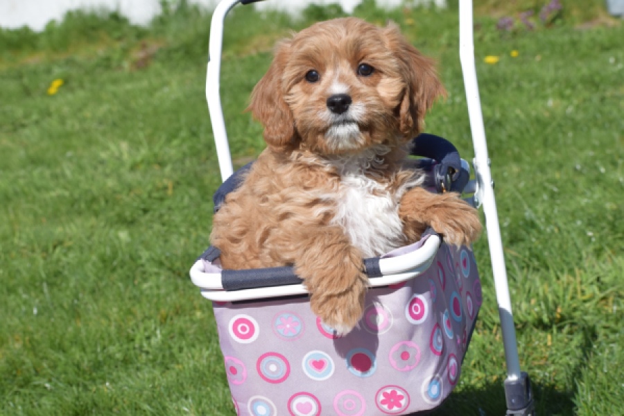 Cavapoo (teef) 30637