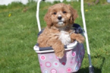 Cavapoo (teef) 30637