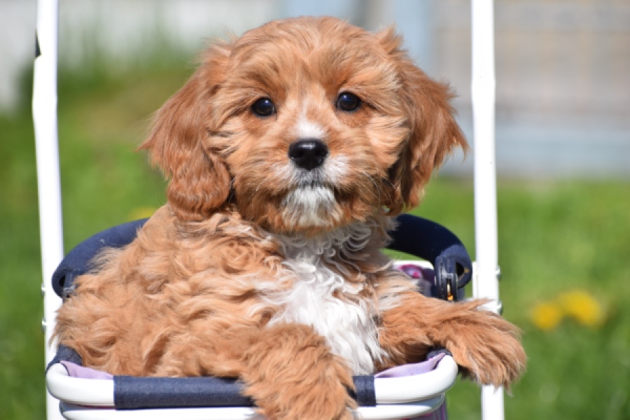 Cavapoo (teef) 30637