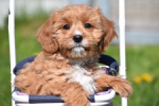 Cavapoo (teef) 30637