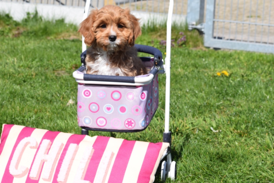Cavapoo (teef) 30637