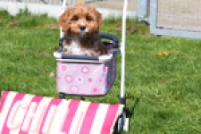 Cavapoo (teef) 30637