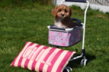 Cavapoo (teef) 30637