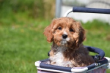 Cavapoo (teef) 30637