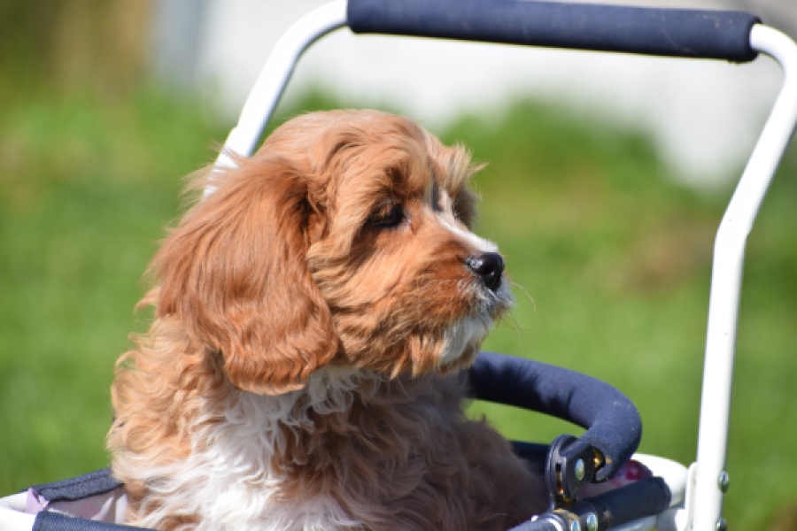 Cavapoo (teef) 30637