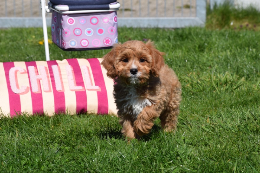 Cavapoo (teef) 30637