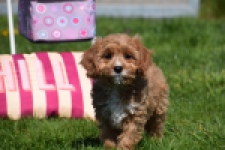 Cavapoo (teef) 30637