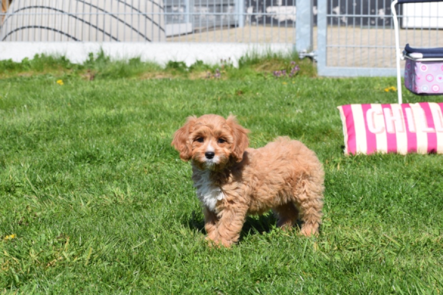 Cavapoo (teef) 30637