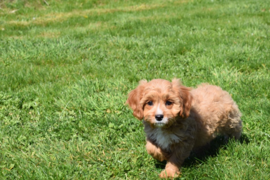 Cavapoo (teef) 30637