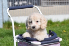 Cockapoo (teef) 24698