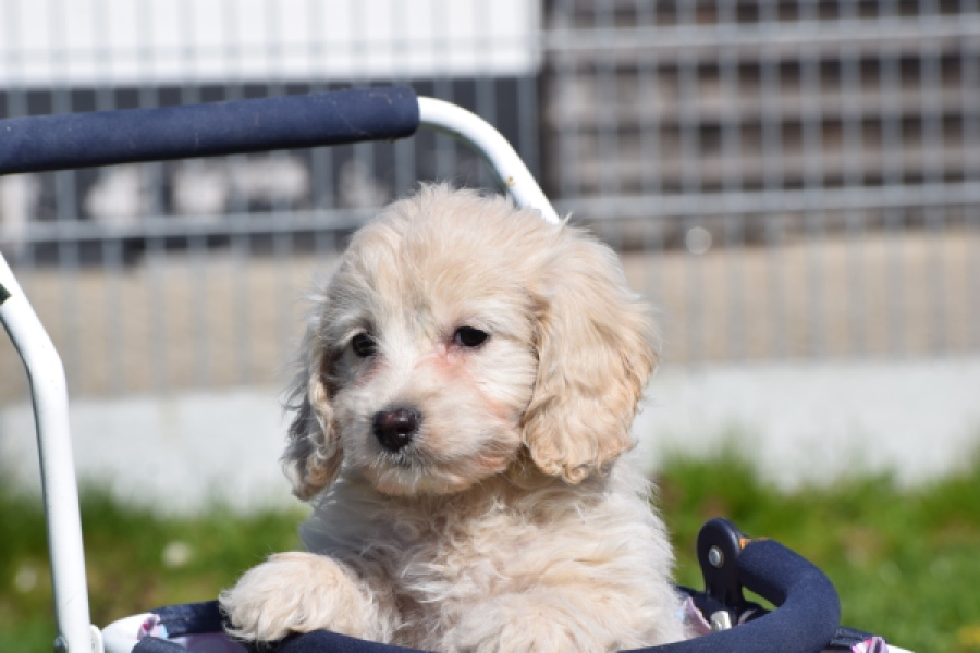 Cockapoo (teef) 24698