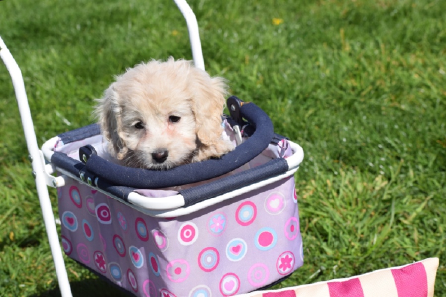 Cockapoo (teef) 24698