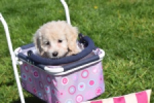 Cockapoo (teef) 24698