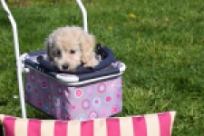 Cockapoo (teef) 24698