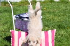 Cockapoo (teef) 24698