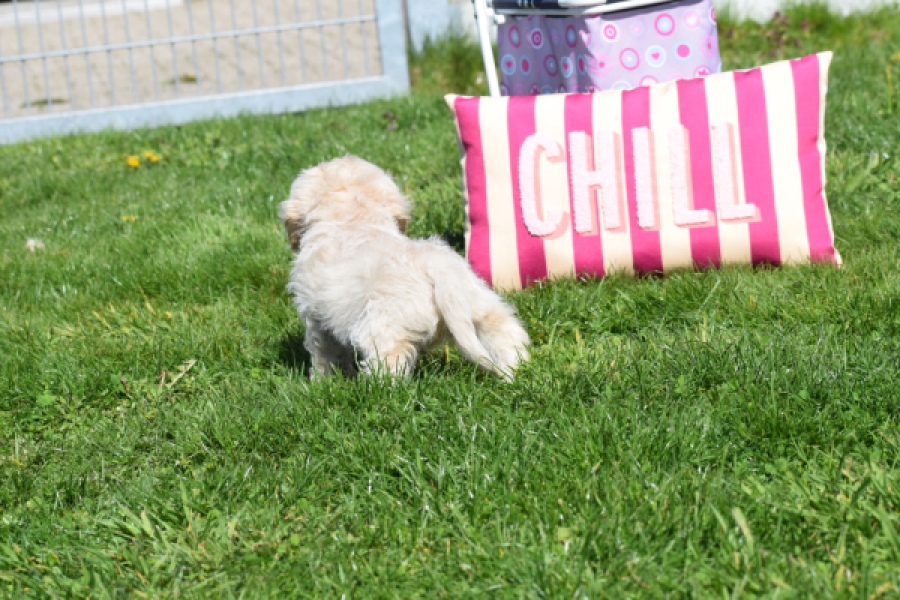 Cockapoo (teef) 24698