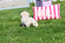 Cockapoo (teef) 24698