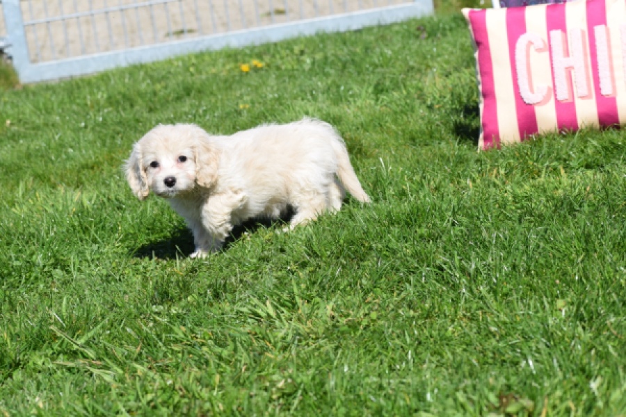 Cockapoo (teef) 24698