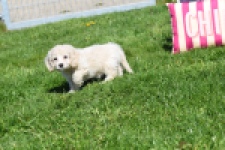 Cockapoo (teef) 24698