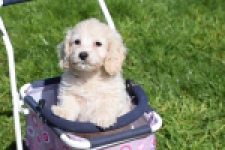 Cockapoo (teef) 24698