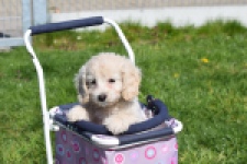 Cockapoo (teef) 24698