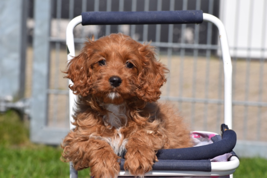 Cockapoo (teef) 24622