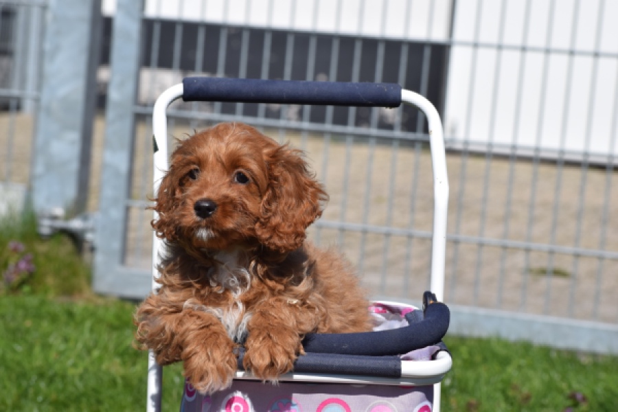 Cockapoo (teef) 24622