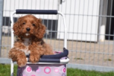 Cockapoo (teef) 24622