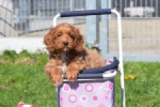 Cockapoo (teef) 24622