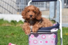 Cockapoo (teef) 24622