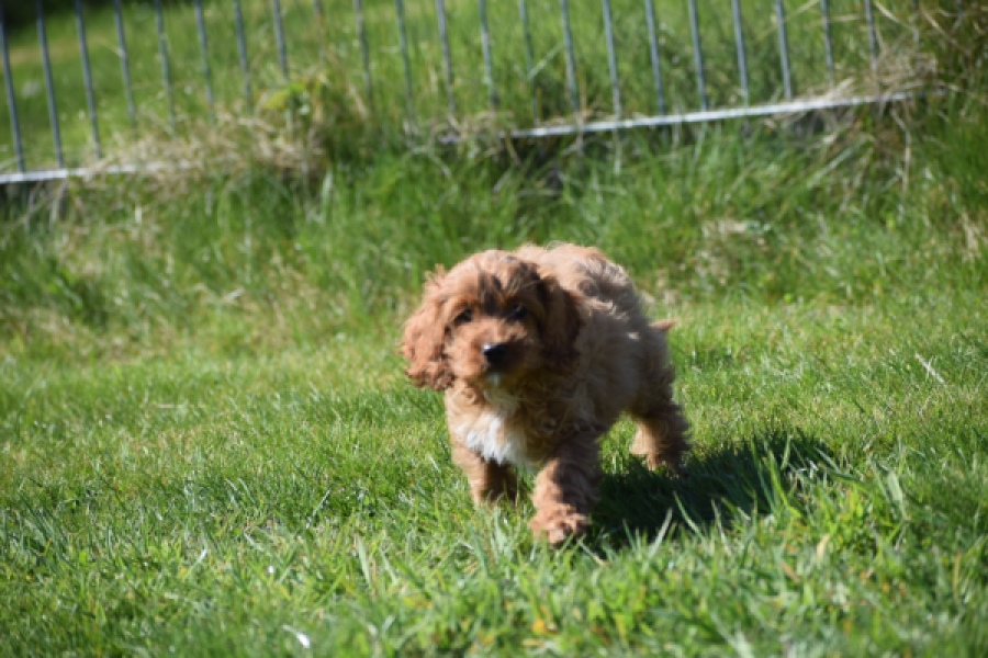 Cockapoo (teef) 24622