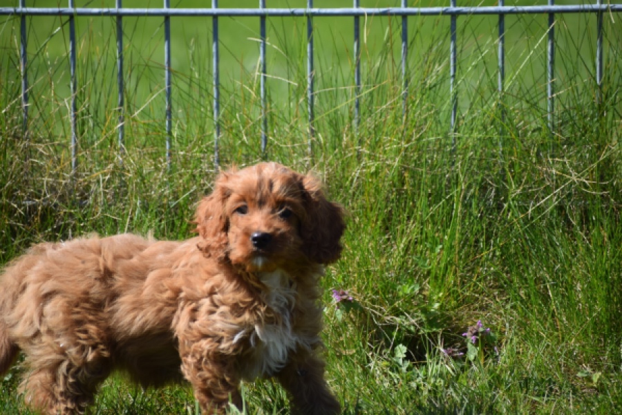 Cockapoo (teef) 24622