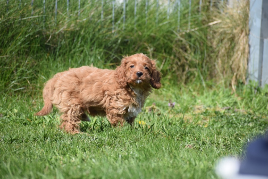 Cockapoo (teef) 24622