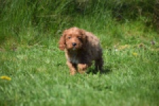 Cockapoo (teef) 24622