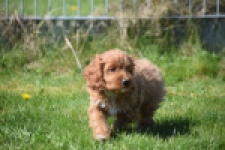 Cockapoo (teef) 24622