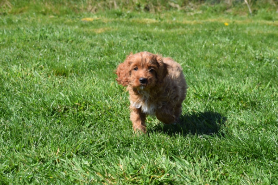 Cockapoo (teef) 24622