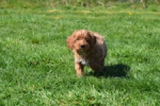 Cockapoo (teef) 24622