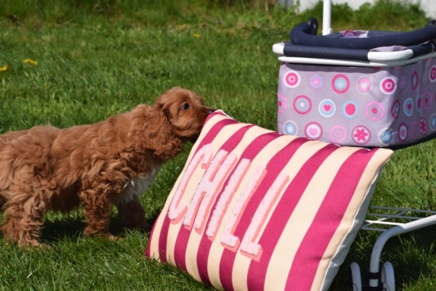 Cockapoo (teef) 24622