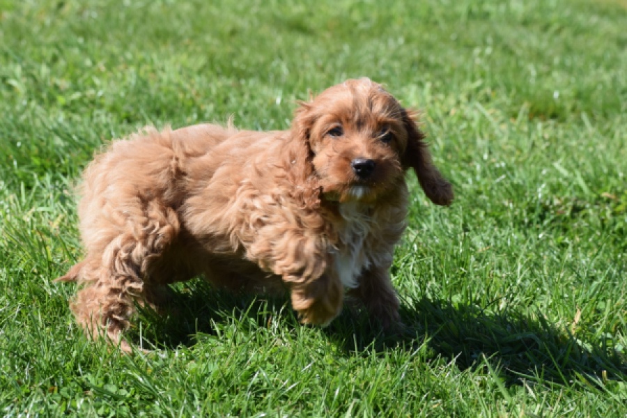 Cockapoo (teef) 24622