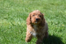 Cockapoo (teef) 24622