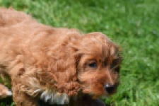 Cockapoo (teef) 24622