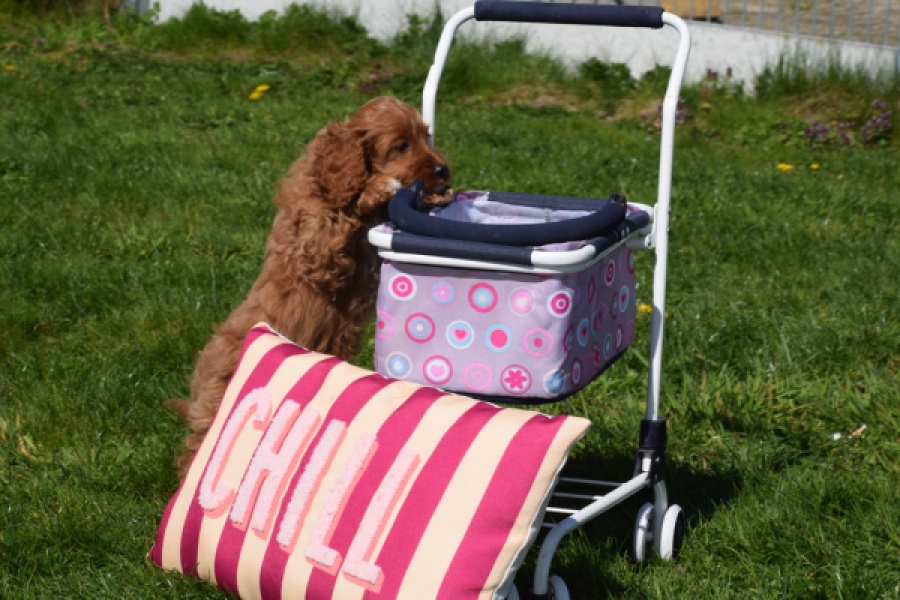 Cockapoo (teef) 24622