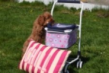 Cockapoo (teef) 24622