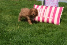 Cockapoo (teef) 24622