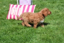 Cockapoo (teef) 24622